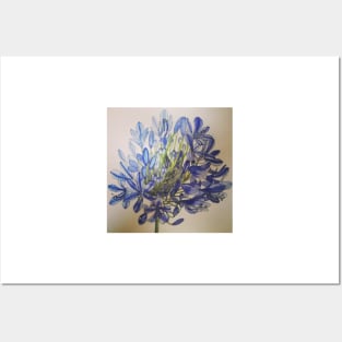 Agapanthus flower watercolour painting Posters and Art